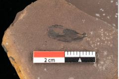 Foto (Detailansicht) von Pinus latoniae Ettingshausen (NHMW-GEO-2024-0188-0337a)